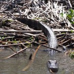Un alligator à la Nouvelle-Orléans